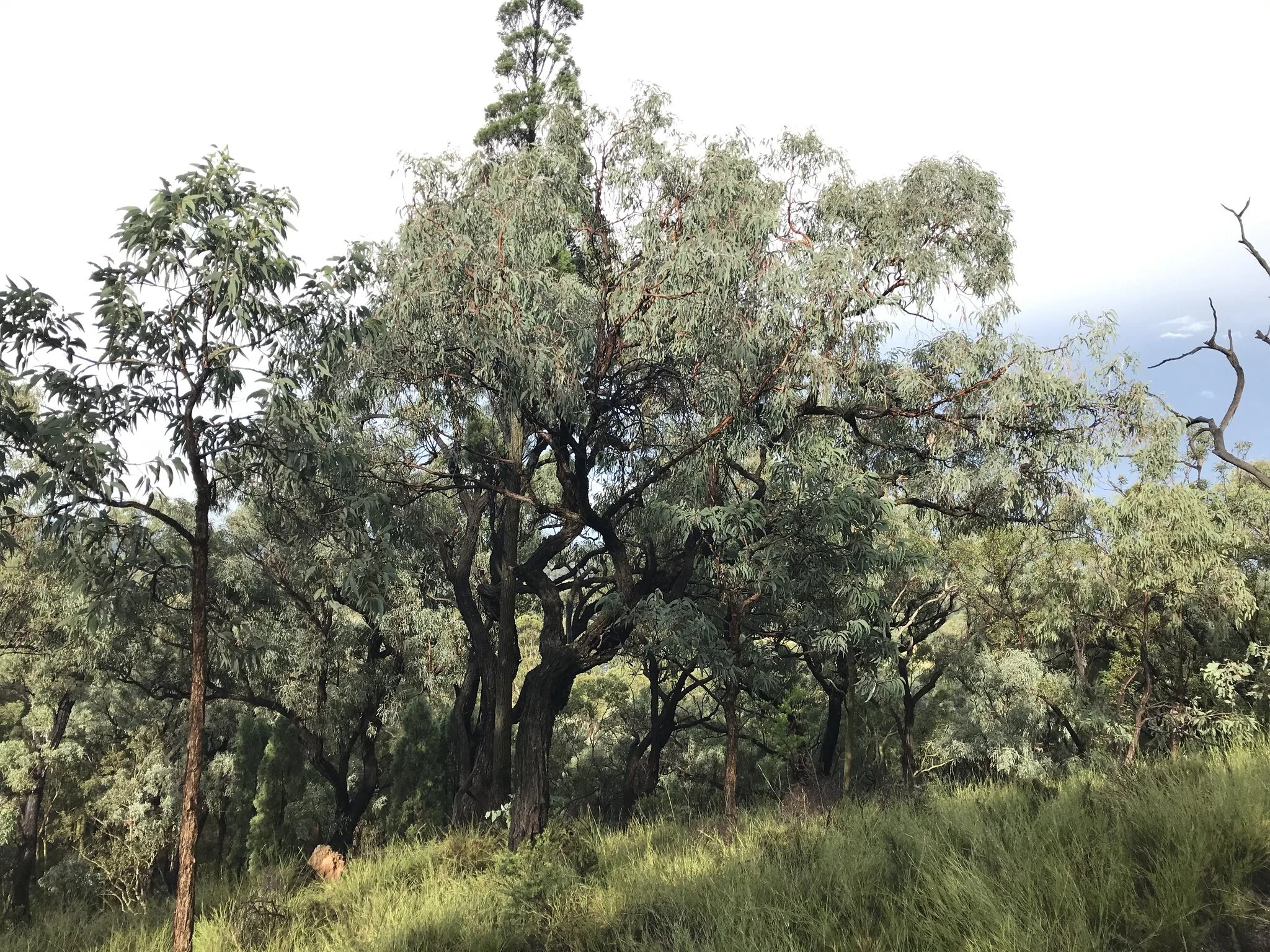 Area boschiva con eucalipti e vegetazione in un ecosistema secco