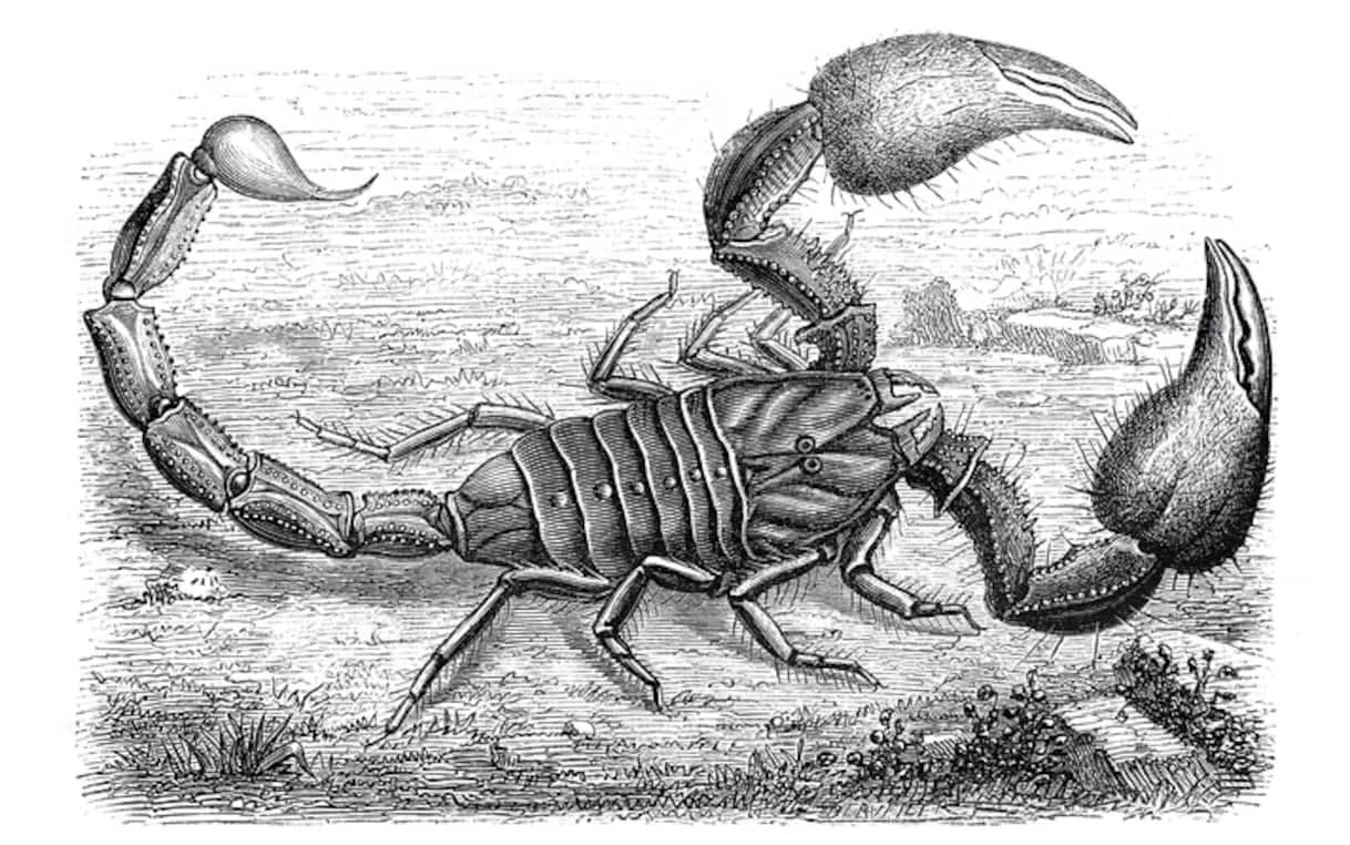 Uno scorpione, parente lontano e molto piu' piccolo del gigantesco Praearcturus gigas