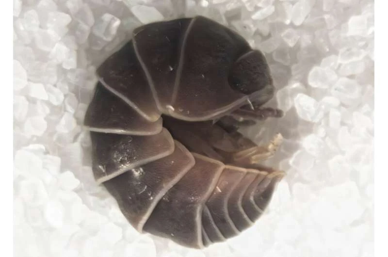 Esemplari di porcellini di terra (Armadillo sordidus) raccolti durante il comportamento aggregativo