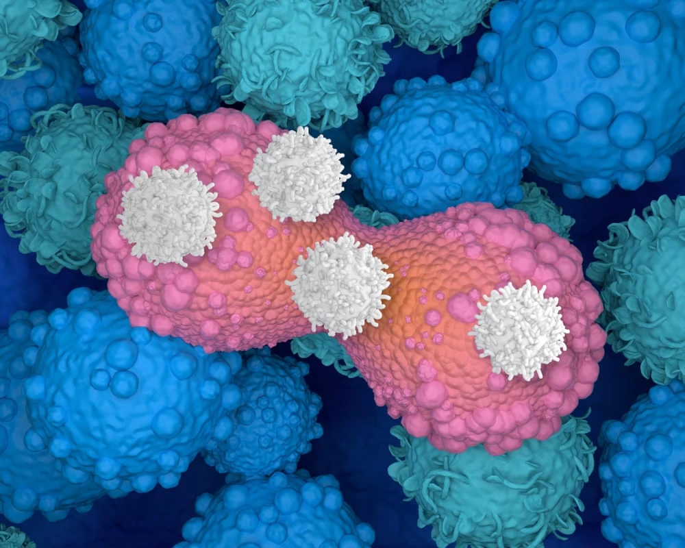 Illustrazione di cellule immunitarie che attaccano cellule tumorali