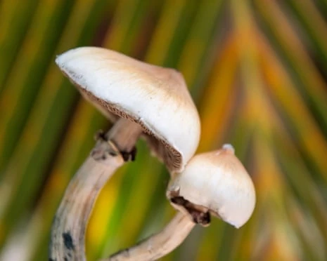 Funghi fotografati in primo piano, immagine illustrativa sulla psilocibina