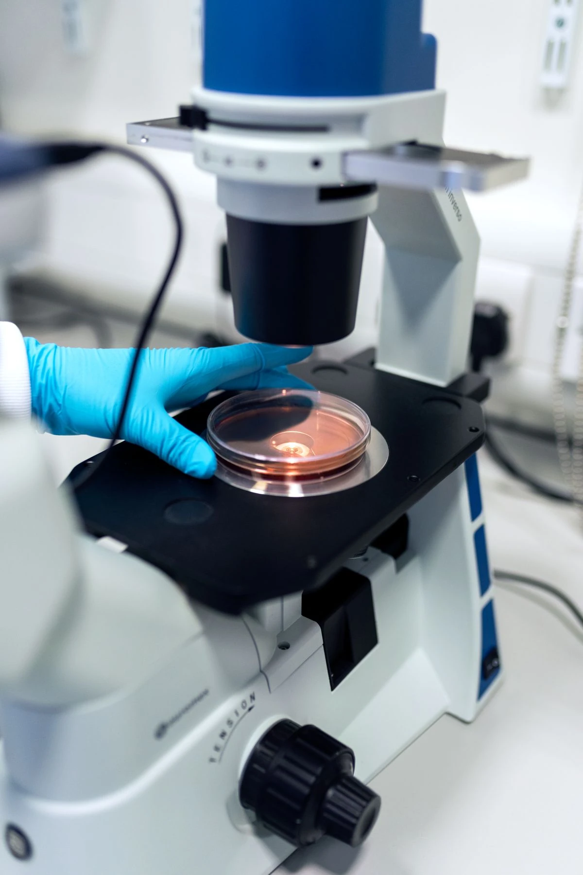 Ricercatore con guanti osserva una piastra di coltura al microscopio in laboratorio