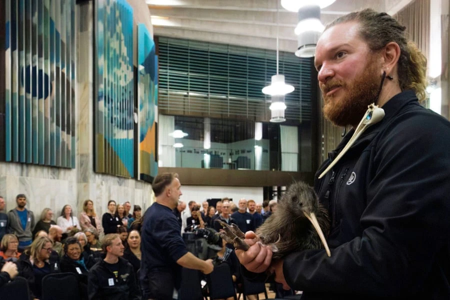 Un kiwi mostrato durante l'evento pubblico legato al progetto di reintroduzione a Wellington