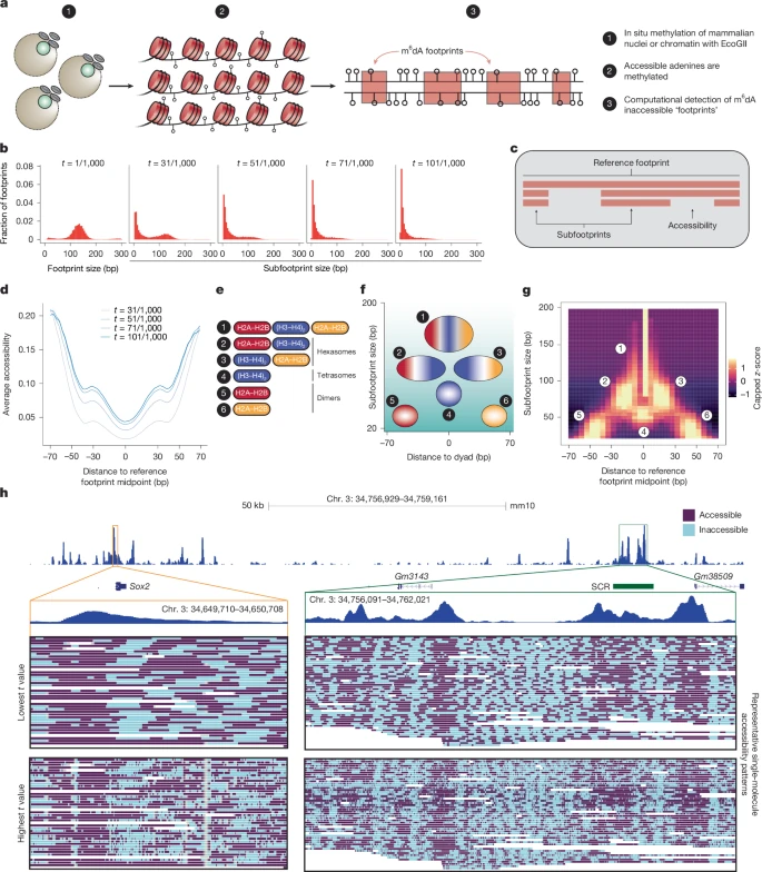 Figura scientifica Nature sul metodo IDLI e gli stati dei nucleosomi