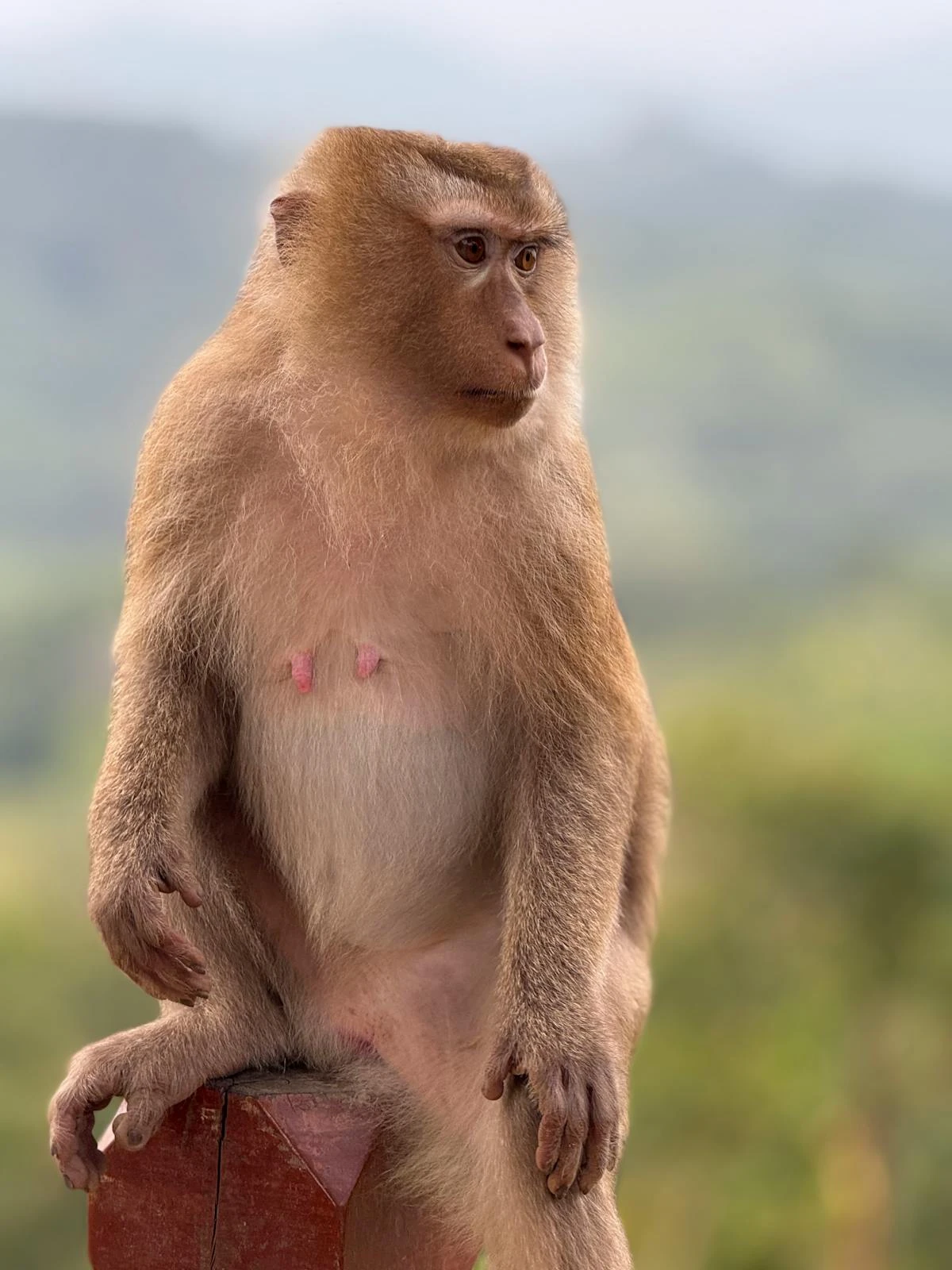 Scimmia su un posatoio in Thailandia
