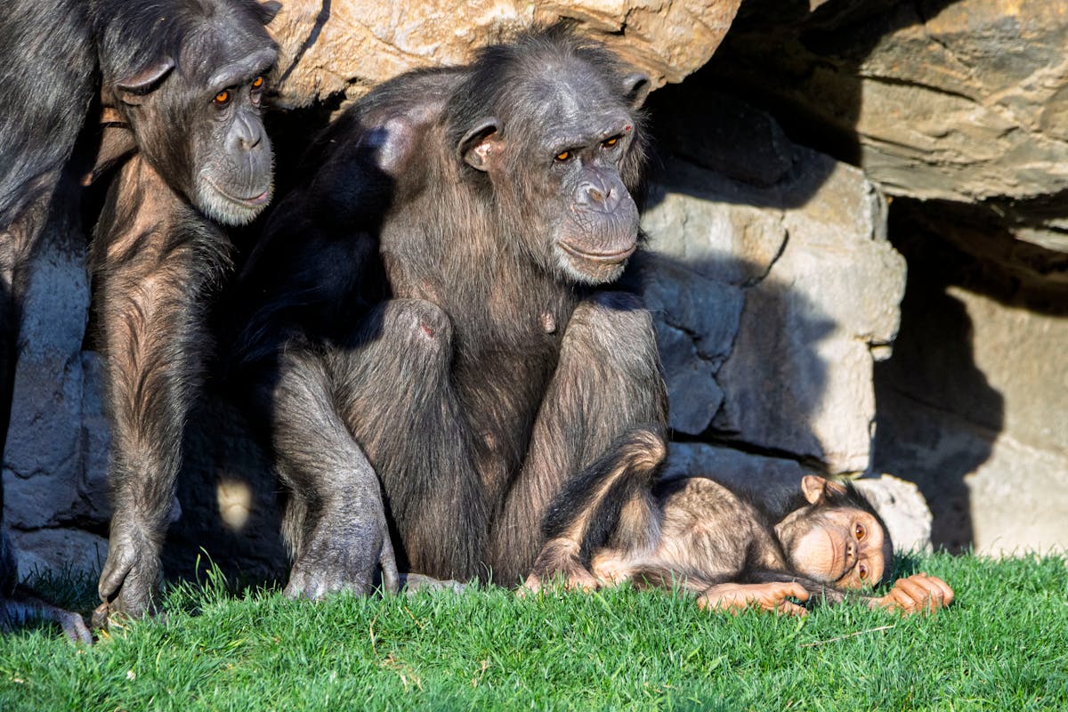 Gruppo di scimpanzé in habitat naturale