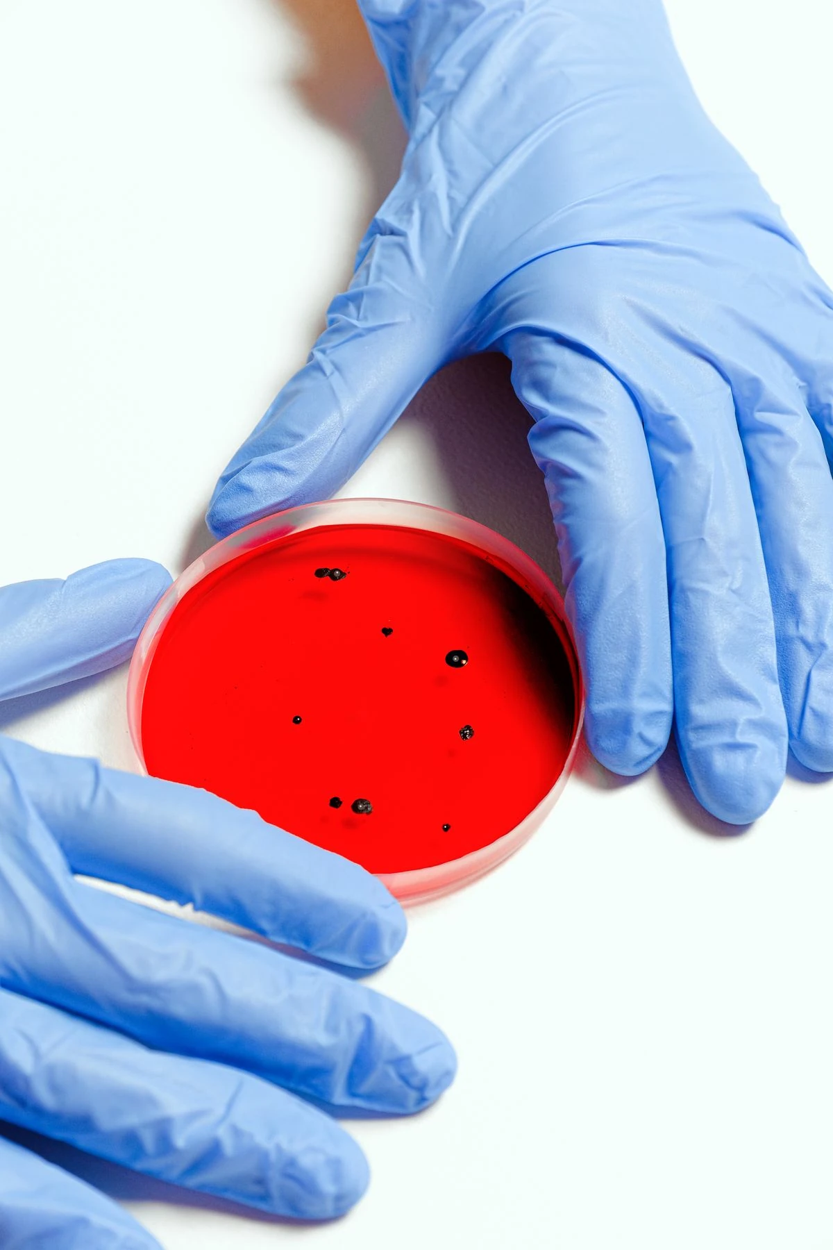 Mani con guanti blu tengono una piastra di Petri con coltura rossa