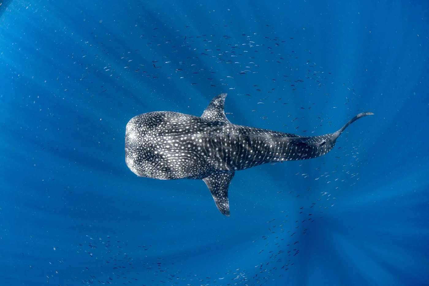 Squalo balena ripreso dall'alto mentre nuota tra piccoli pesci a Ningaloo Reef