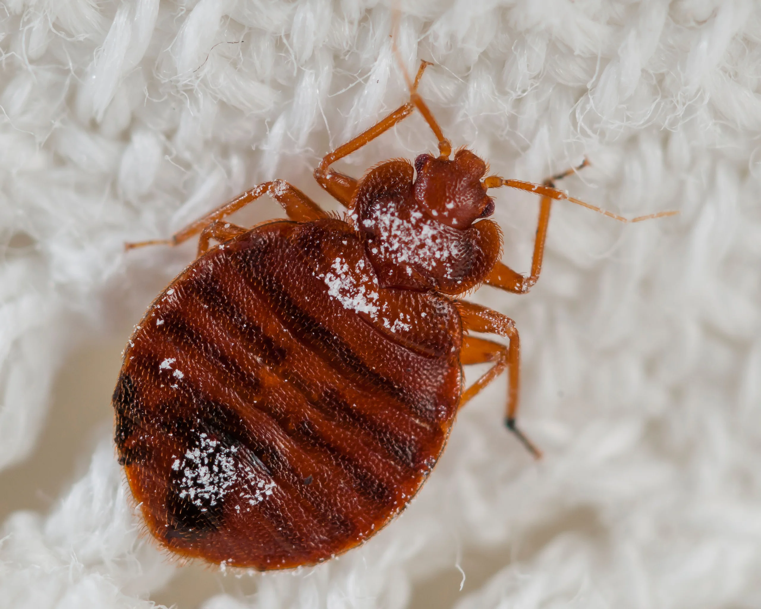Una cimice dei letti