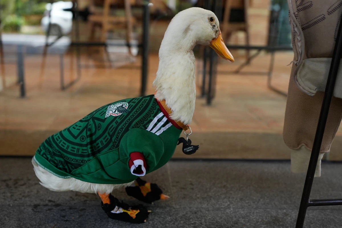 Primo piano di Merlin l'anatra con la maglia verde del Messico