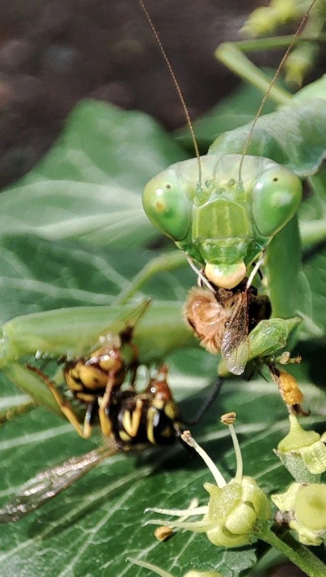 Mantide asiatica Hierodula mentre preda un impollinatore