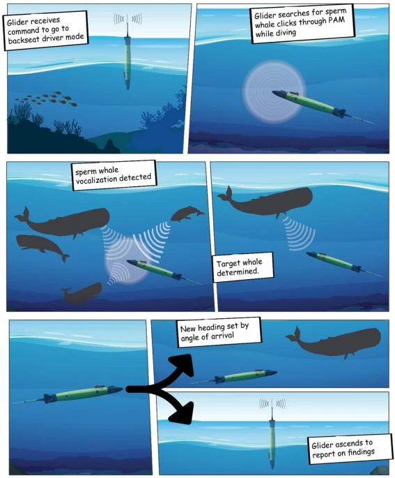 Schema scientifico del backseat driver che guida un glider verso i click dei capodogli