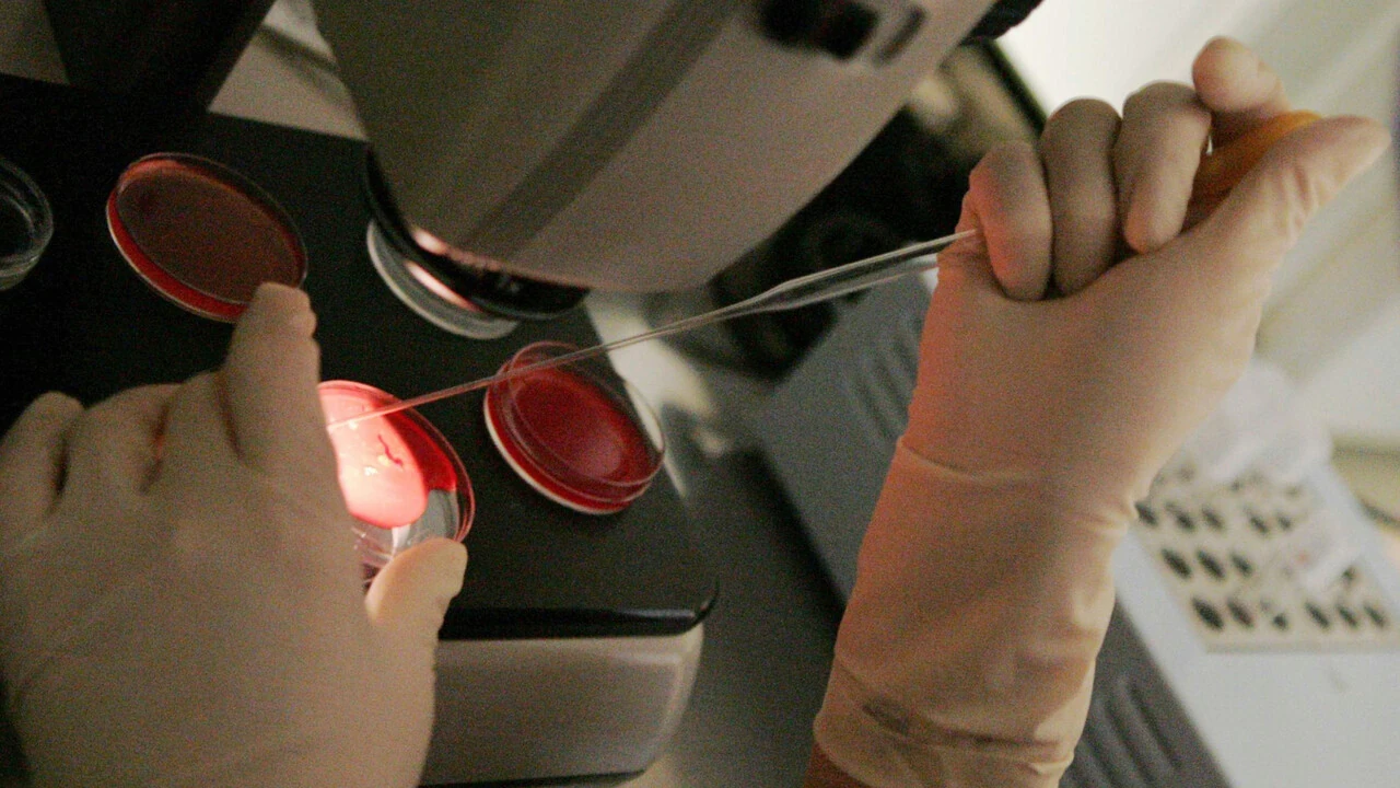 Laboratorio di procreazione medicalmente assistita: mani con i guanti manipolano provette e piastre al microscopio