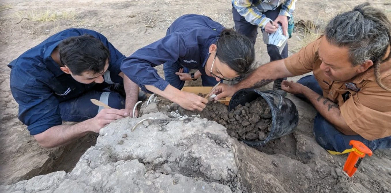 Custodi e archeologi durante lo scavo dei resti di un dingo in Australia