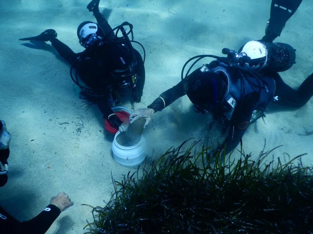 Ricercatori del Max Planck raccolgono campioni di sedimento e vermi marini nelle praterie di posidonia al largo dell'Elba