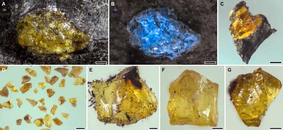 Microfotografie dei frammenti di ambra del Devoniano medio di Hujiersite