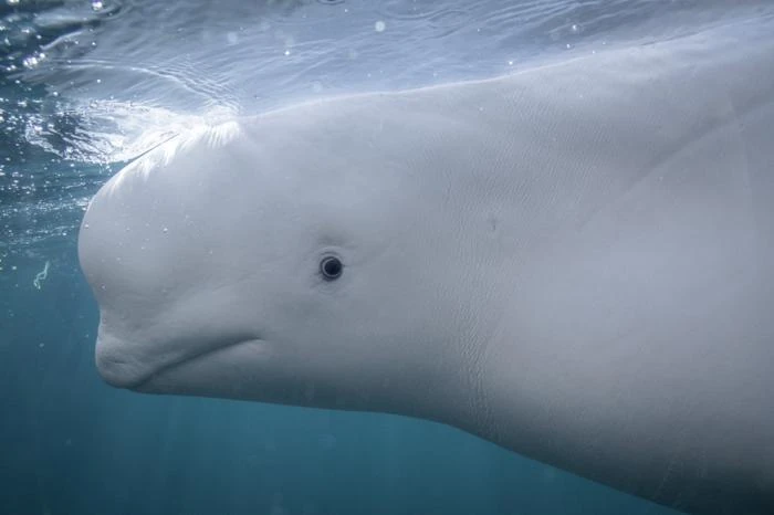 Primo piano subacqueo di una balena beluga