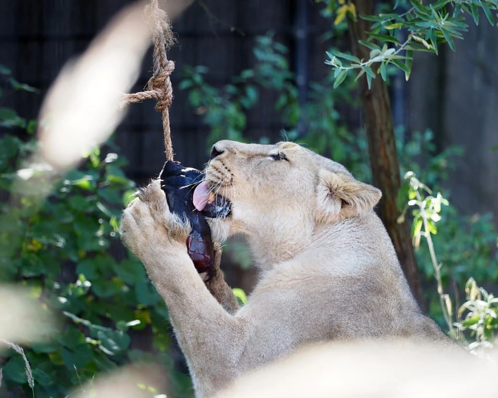 Leonessa in uno zoo mentre lecca un blocco di cibo congelato appeso a una corda