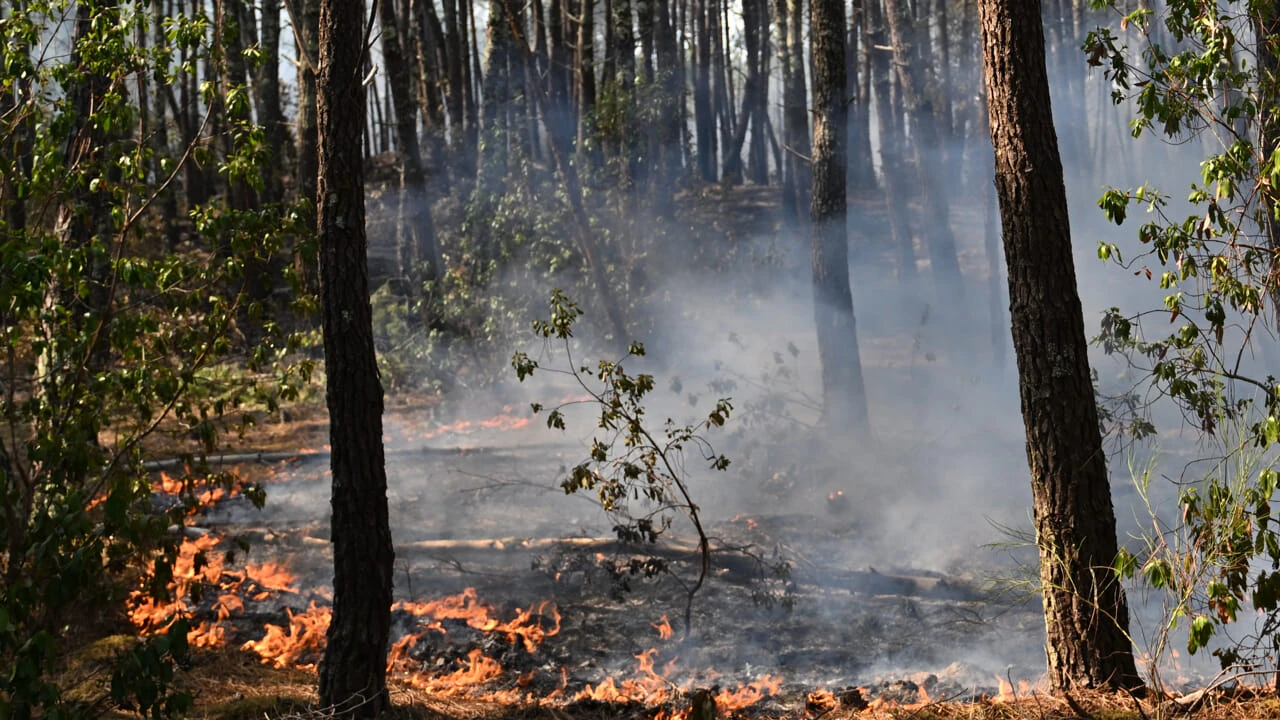 Incendio boschivo in Francia durante l'ondata di calore dell'estate 2026