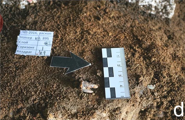 Dente fossile di Neanderthal documentato durante lo scavo