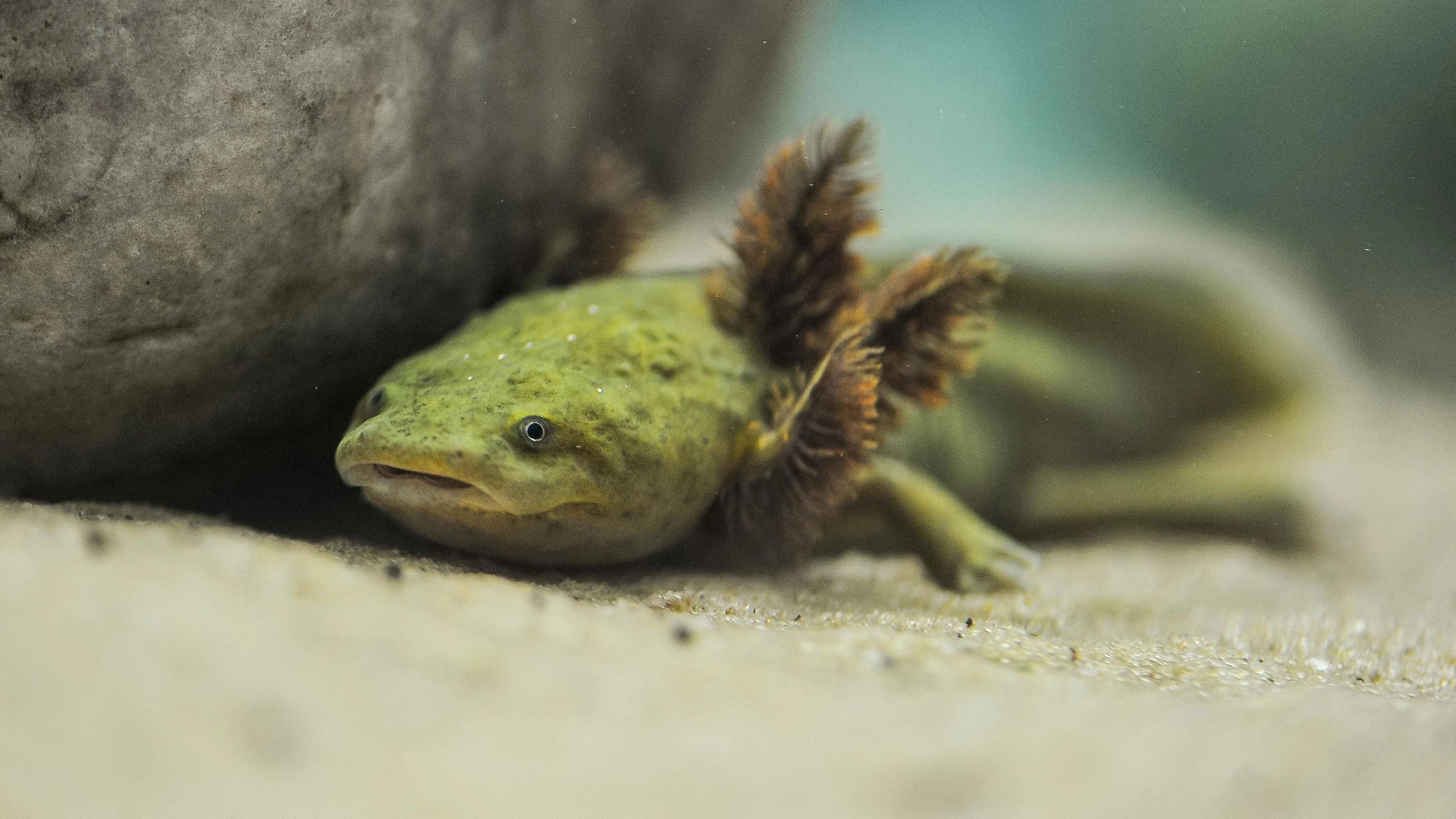 Una salamandra achoque in acqua, ripresa da vicino